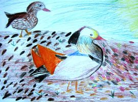 Данилова Мария. Утки мандаринки. Цветные карандаши. Нижегородская обл., п.Пильна, ЦДТ