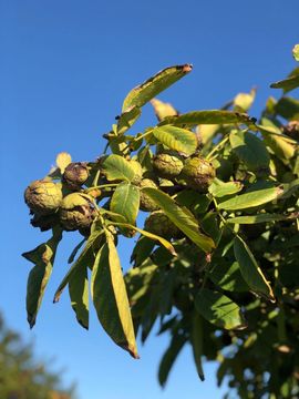Пичугина Наталья, "Ореховый куст"