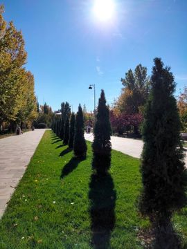 Петренко Елена, "Аллея в парке Ю.А. Гагарина"