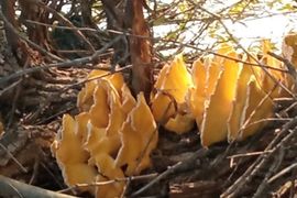Кобызева Таисия, гимназия 5, 4 класс, Солнечные грибы 