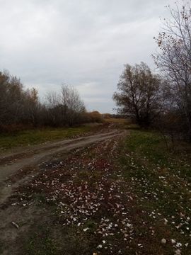 Ионова Алиса, Осенняя дорога