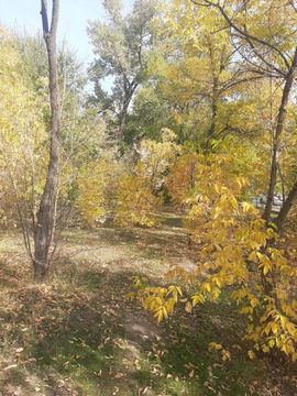 ПОПОВ Александр, Осенняя тропинка