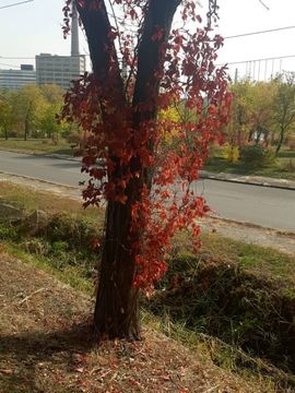 Попов Александр, Осеннее украшение