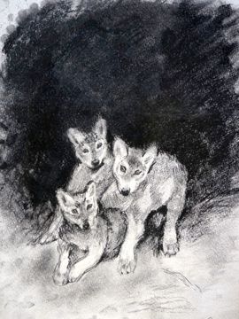 Северная Анастасия, 12 лет, А. Комаров Волчата, б., уголь, ДШИ №1, г. Новокузнецк, Кемеровская обл.